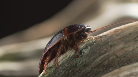 A huge lazy cockroach with a long mustache sits on a thick branch of a tree on a black background. A nasty insect pest.