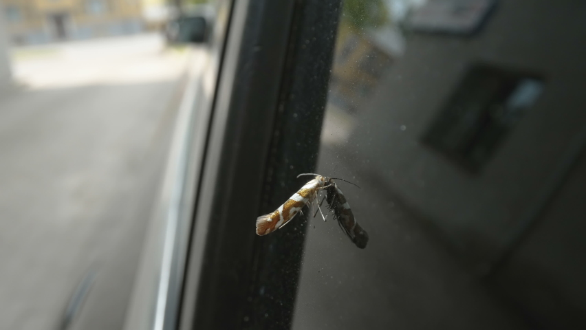 A bronze alder moth sticking on the window of the car parked outside in Estonia