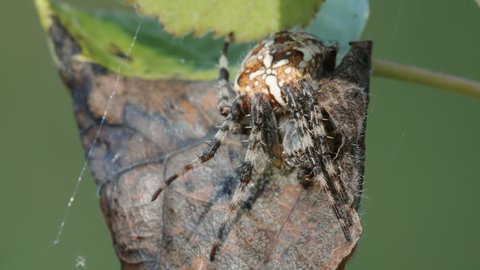 Closer look of the diadem spider on the plant in brown and white color in Estonia
