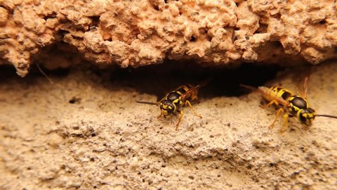 One Yellow wasp standing at the entrance to the nest and flapping its wings as a warm-up before flight, others out and enter their colony.
European wasp, yellow hornet, German wasp, yellowjacket