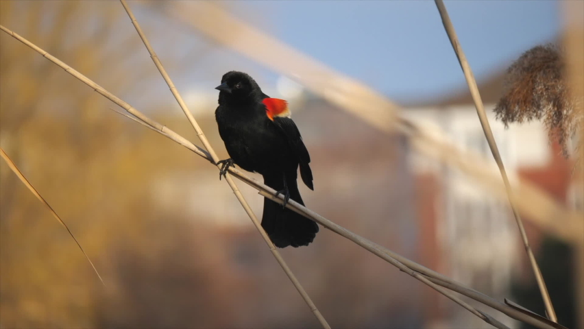 red-winged blackbird opens his wings