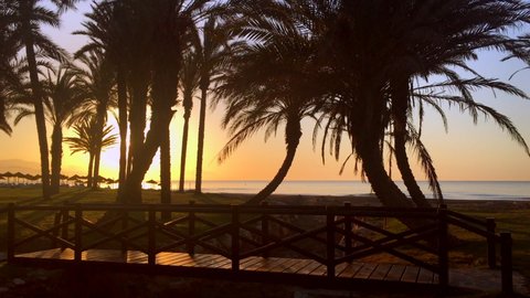 Beachside palm tree silhouette against Mediterranean sunrise
