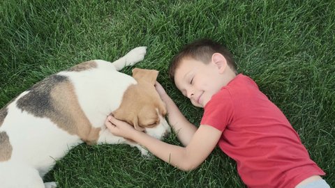 boy dog lie on a green lawn and play. child hugs the dog. dog licks nose