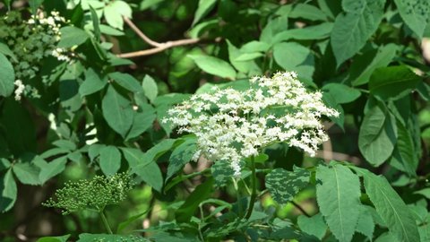 elder flower (Sambucus nigra) in summer field