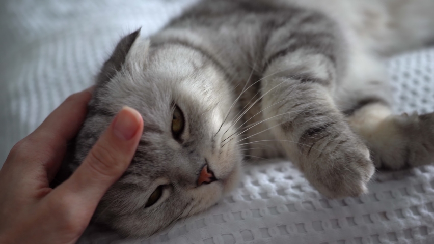 a woman's hand strokes a fluffy gray cat of the Scottish Fold breed, lying on the sofa on a white blanket. Pleasure, rest, leisure, Pets, purebred cat, love and affection. Beautiful green cat eyes Royalty-Free Stock Footage #1076483675