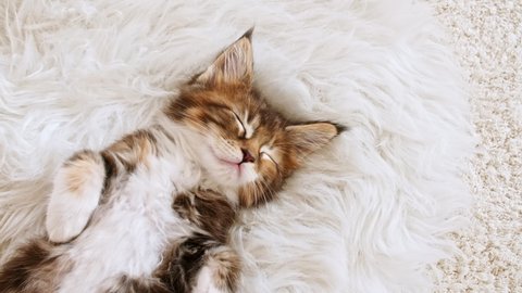 4k Gray Striped Kitten Sleeping. Kitty Sleeping on a Fur White Blanket. Baby Cat Sleeping. Concept of Adorable Cat Pets.