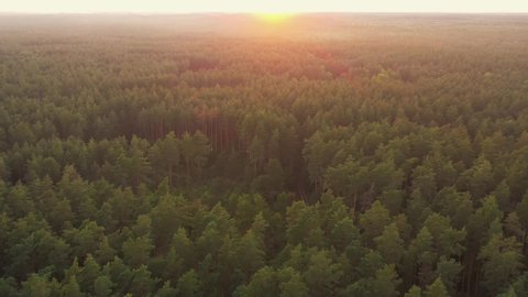 Aerial View Of Sunset Sky Above Green Forest Landscape In Sunny Evening. Top View Summer Sunrise.