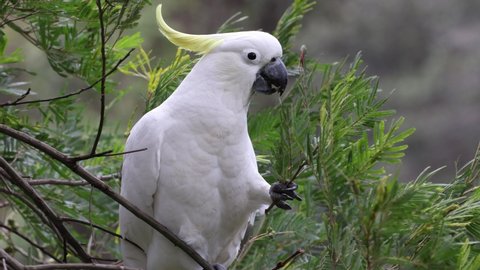Sulphur-crested Cockatoo feeding on Wattle Tree seed pods