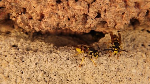 Group of yellow wasps come out of their nest as a gang.
It's also called European wasp, yellow hornet, German wasp, yellowjacket.
Insect colony.
Wildlife, wild nature.
animals, animal.
insects, bugs