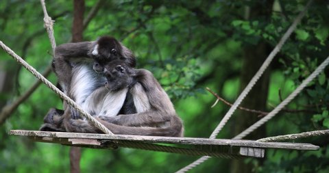 A White-bellied Spider Monkey is resting