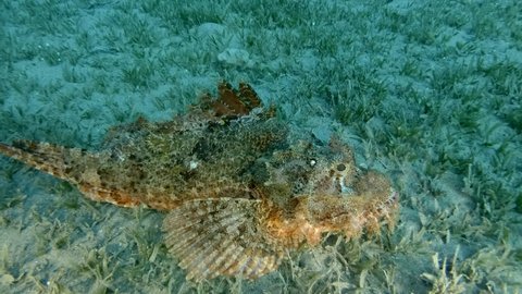 Scorpion fish lie on sandy bottom covered with green seagrass. Bearded Scorpionfish (Scorpaenopsis barbata). Camera moves around the Scorpionfish.
