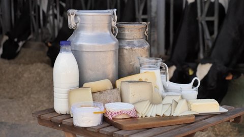 Dairy products - milk, cheese, cottage cheese on the background of cows in the barn