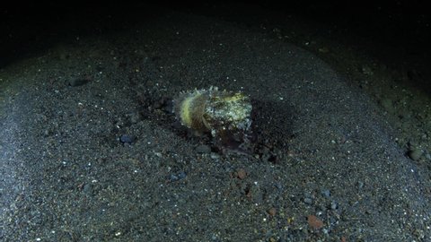 A small Broadclub Cuttlefish is hunting in the night. Underwater world of Tulamben, Bali, Indonesia.