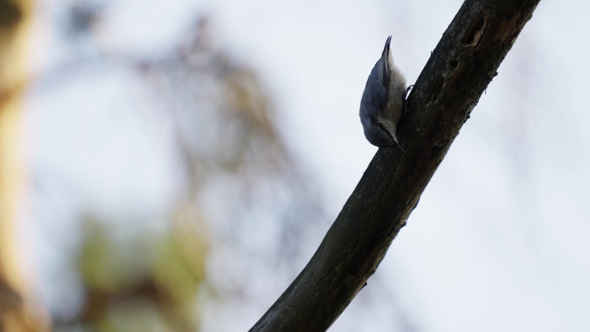 A closeup of a small Eurasian nuthatch (Sitta europaea) on a branch of a tree