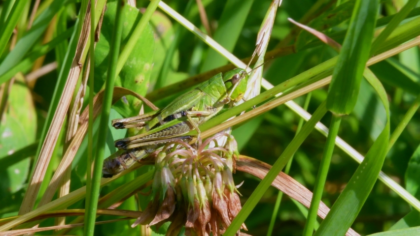 Meadow Grasshopper, Chorthippus parallelus in habitat Royalty-Free Stock Footage #1076510450