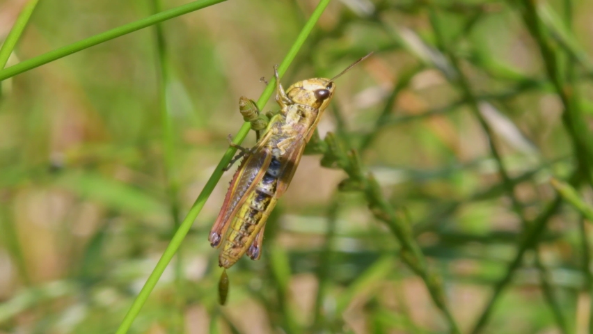 Meadow Grasshopper, Chorthippus parallelus in habitat Royalty-Free Stock Footage #1076510453