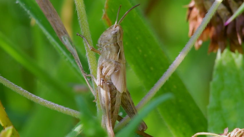 Meadow Grasshopper, Chorthippus parallelus in habitat Royalty-Free Stock Footage #1076510459
