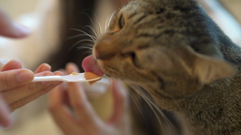 Young Asian woman sitting on floor playing and feeding pet treats to adorable cat with happiness. Friendly cute cat licking pet snack on the spoon from pretty girl. Pets and owner friendship concept