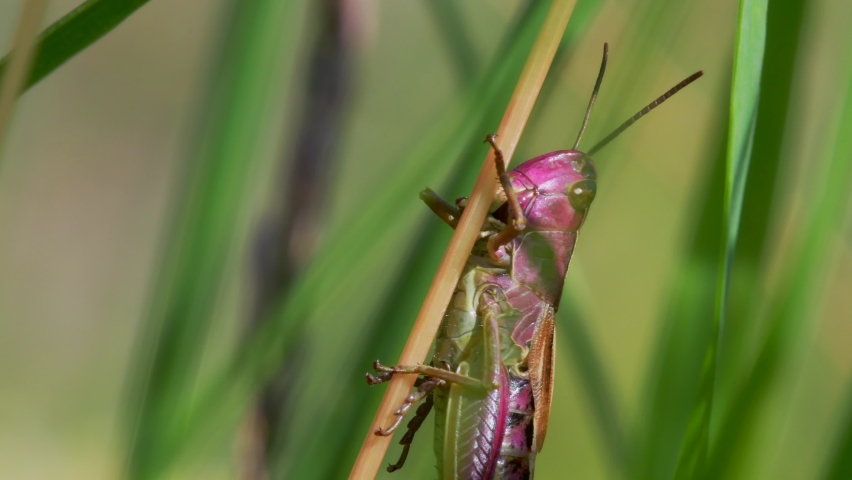 PINK GRASSHOPPER - Young Female of Meadow Grasshopper, Chorthippus parallelus Royalty-Free Stock Footage #1076510633