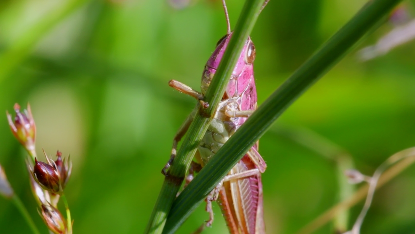 PINK GRASSHOPPER - Young Female of Meadow Grasshopper, Chorthippus parallelus Royalty-Free Stock Footage #1076510636