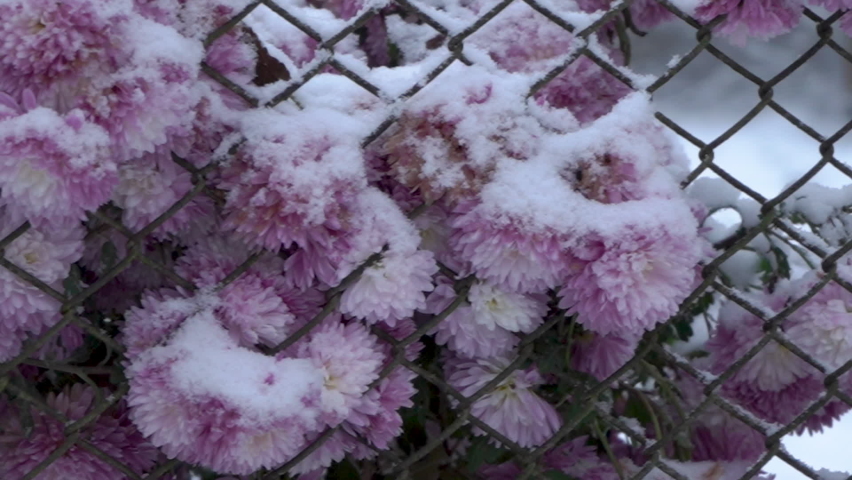 snow on flowers,chrysanthemum flowers with snow in autumn