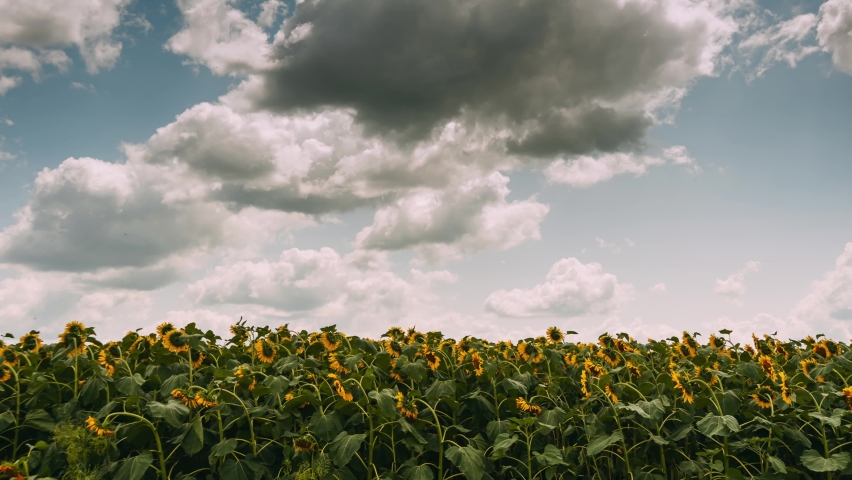 Timelapse of field of sunflowers in cloudy day, beautiful sky with clouds. Farming concept