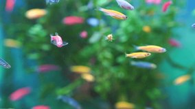 small multi-colored fish swim in the aquarium. Pets. meditation. pet shop. Danio small, fast fish with unusual colors. unpretentious breed for novice aquarists.