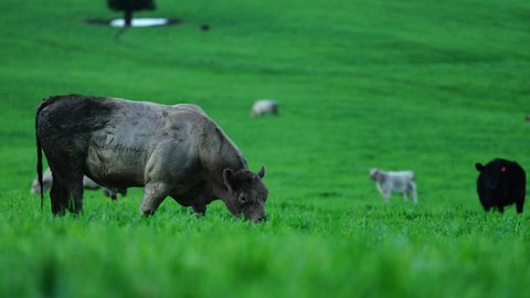 Close up of Angus and Murray Grey stud bulls eating long pasture in Australia