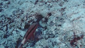 Octopus communicates with fish in the Red Sea