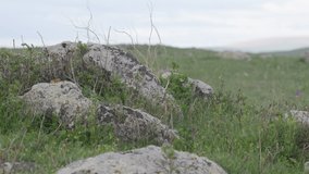 Close up, of boulders standing in the grass