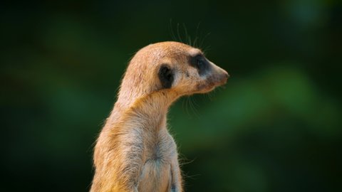 Closeup View Meerkat Standing Turning His Stock Footage Video (100% ...