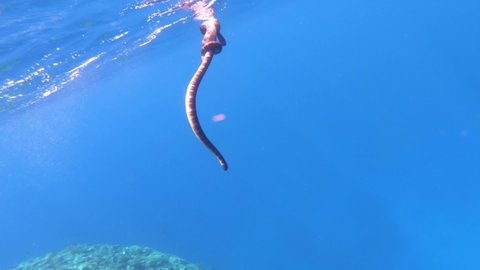 close shot of mating poison banded sea snakes krait of male and female species gather swirl up together floating having fun near surface of blue water ocean sea with divers in backgrounds asia pacific