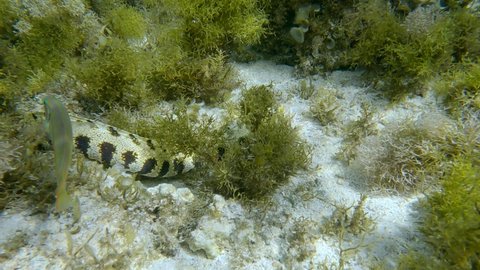 Snowflake moray or Starry moray ell (Echidna nebulosa) swims above seabed covered with Peacock's tail (Padina pavonica), Brown algae (Sargassum sp.) and Red algae (Liagora viscida)