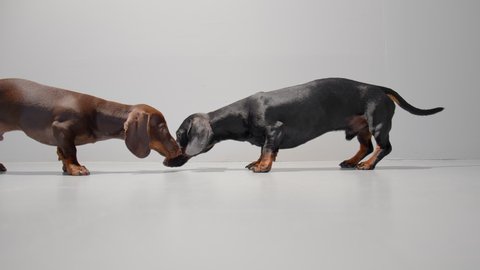 Puppies are eating a dry food in the row. Chocolate brown and black dachshund young dogs are meeting in the center picking up snacks from the floor. Studio white background high quality video.