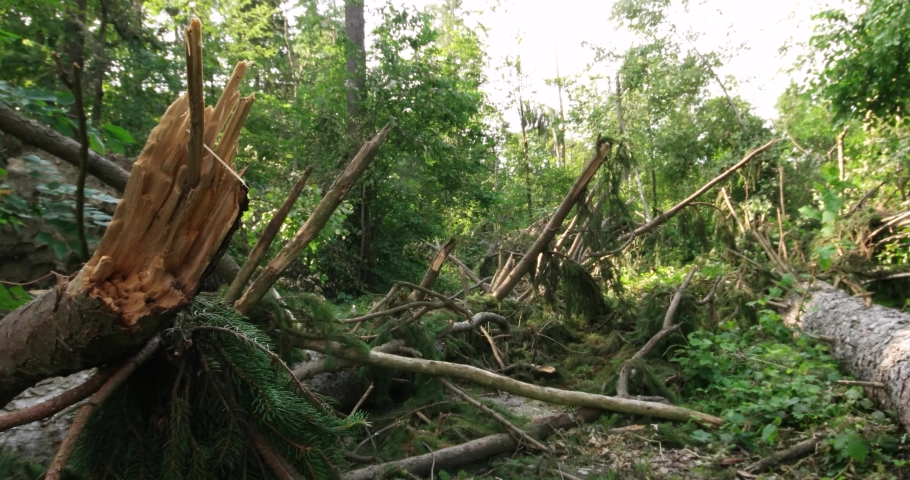 Snapped forest tree after summer storm winds. Slider shot, real time, no people, summer daytime