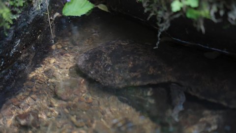 Andrias Japonicus, The Japanese Giant Salamander hiding under rock in River