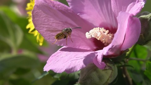 Bee. Wasp insect flying and pollinating purple red flowers hibiscus.
