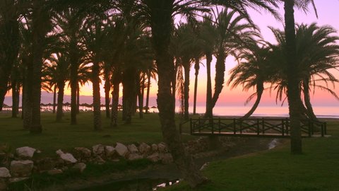 Beachside palm trees and bridge silhouette against mediterranean sunrise