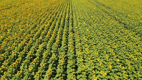 4k drone video close up of sunflower field. Agriculture concept. Aerial view of sunflowers. Blooming Sunflower fluttering in the wind.