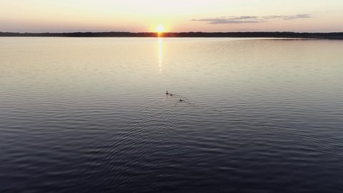 A caring duck swims with ducklings at sunset on the big lake. Silhouettes of floating ducks at sunset. Light of a sunny day's sunset aerial view drone slide. Flocks of ducks swim in the water 4k.