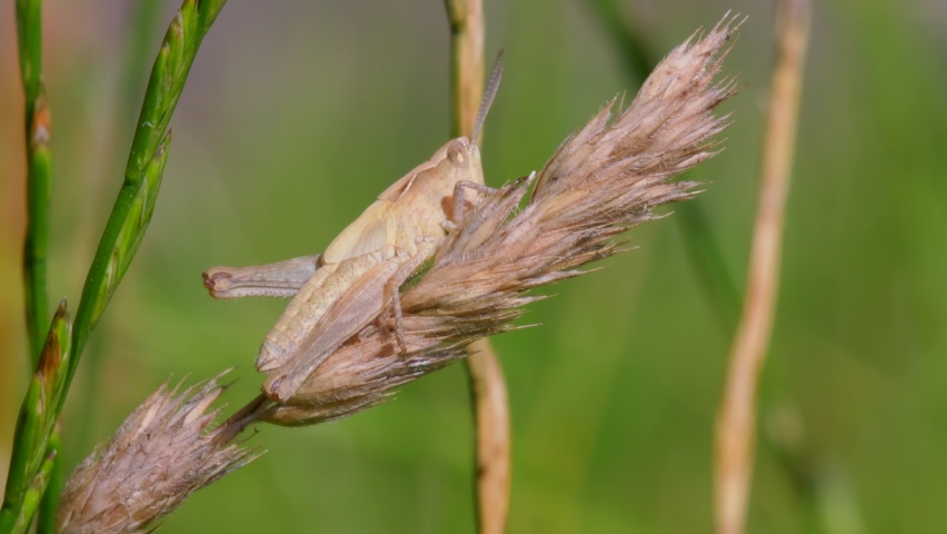 Meadow Grasshopper, Chorthippus parallelus in habitat Royalty-Free Stock Footage #1076546960