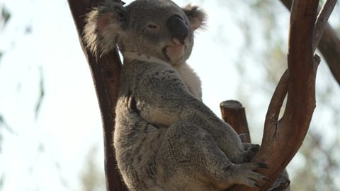 This video shows a koala bear relaxing in an outback tree, stretching and leaning back for an afternoon nap.
