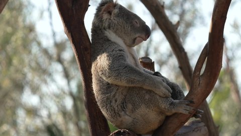 This video shows a sleepy koala bear relaxing, fast asleep high up in outback treetops.