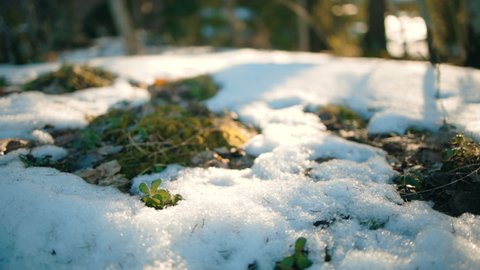 Closeup of sunlit moss covered in snow, in the forests of Scandinavia - dolly view