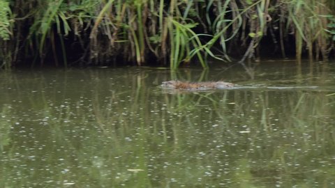 Wild life, animals. A muskrat swims through a swampy pond past a fallen tree . Siberia.