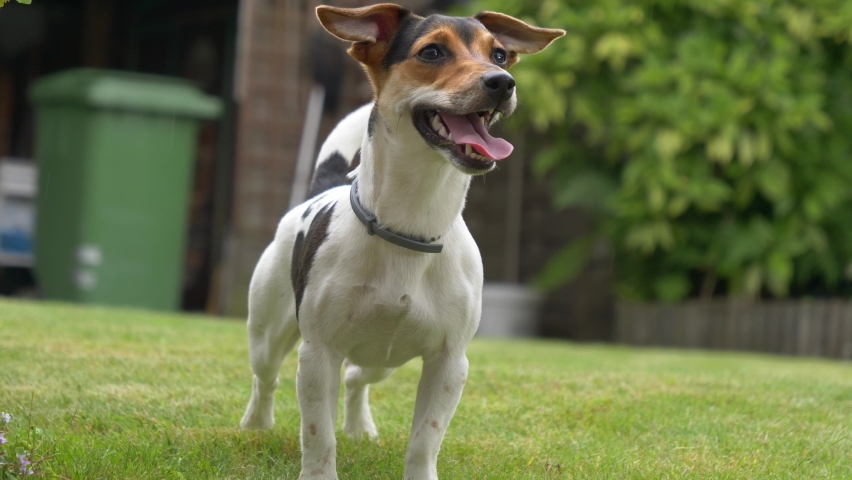 Close up shot of playful jack russel terrier in garden wags with tail,slow motion shot.