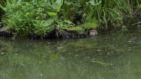 Animals, wildlife, lakes. The muskrat feeds on plants in a swampy pond. Siberia.
