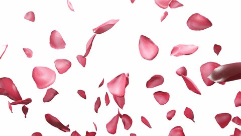 Falling pink rose petals isolated on a white background. Flying petals. 