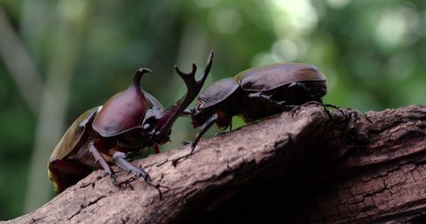 Video of male and female beetles. 
Dolly at the end of the video.
Japanese Rhinoceros Beetle.