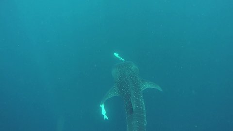 TAO, THAILAND - 7 JULY 2019: Marine scuba diving. Not aggressive friendly giant whale shark feeds on plankton in ocean. Aquatic ecosystem. Water extreme sport. Not dangerous whaleshark under sea.